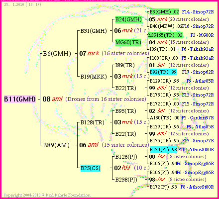 Pedigree of B11(GMH) :
four generations presented