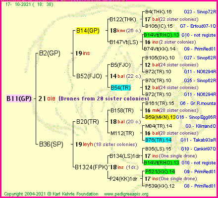 Pedigree of B11(GP) :
four generations presented
it's temporarily unavailable, sorry!