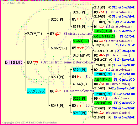 Pedigree of B11(HJT) :
four generations presented