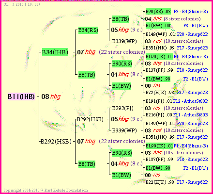 Pedigree of B11(IHB) :
four generations presented