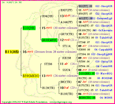 Pedigree of B11(JtB) :
four generations presented