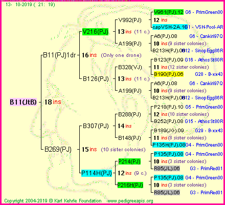 Pedigree of B11(JtB) :
four generations presented<br />it's temporarily unavailable, sorry!