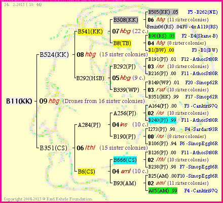 Pedigree of B11(KK) :
four generations presented