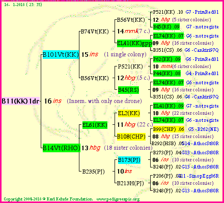 Pedigree of B11(KK)1dr :
four generations presented
it's temporarily unavailable, sorry!