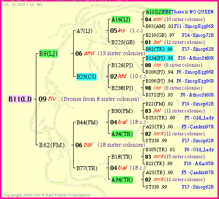 Pedigree of B11(LJ) :
four generations presented