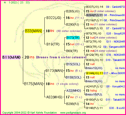 Pedigree of B11(MAN) :
four generations presented
it's temporarily unavailable, sorry!