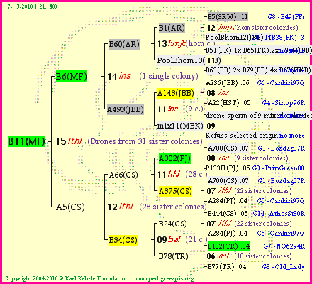 Pedigree of B11(MF) :
four generations presented<br />it's temporarily unavailable, sorry!
