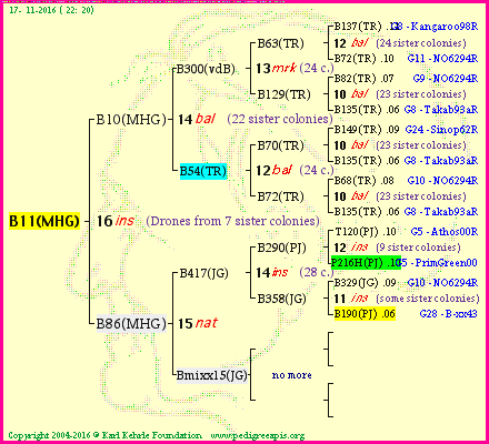 Pedigree of B11(MHG) :
four generations presented