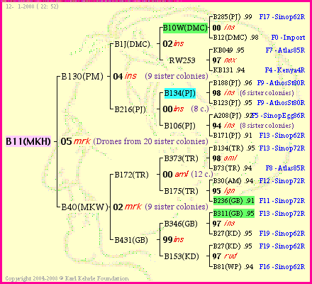 Pedigree of B11(MKH) :
four generations presented