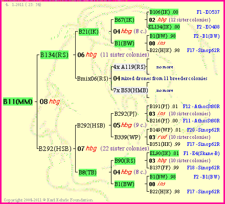 Pedigree of B11(MM) :
four generations presented