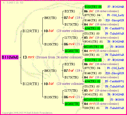 Pedigree of B11(MM) :
four generations presented