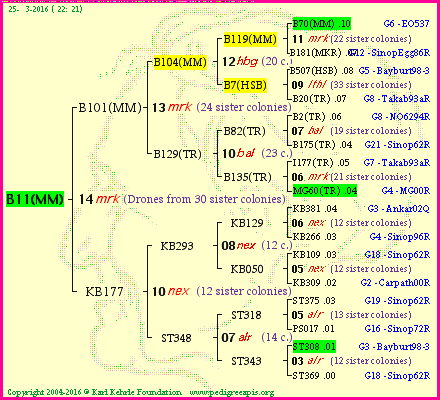 Pedigree of B11(MM) :
four generations presented
it's temporarily unavailable, sorry!