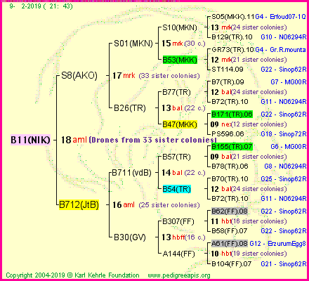 Pedigree of B11(NIK) :
four generations presented
it's temporarily unavailable, sorry!