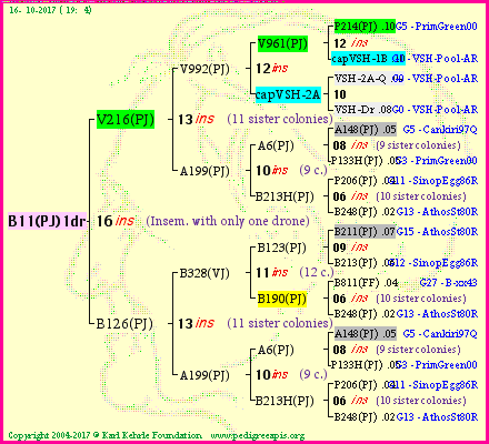 Pedigree of B11(PJ)1dr :
four generations presented
it's temporarily unavailable, sorry!