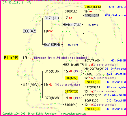 Pedigree of B11(PP) :
four generations presented
it's temporarily unavailable, sorry!