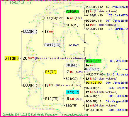 Pedigree of B11(RF) :
four generations presented
it's temporarily unavailable, sorry!