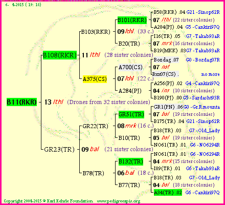 Pedigree of B11(RKR) :
four generations presented