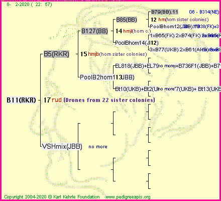 Pedigree of B11(RKR) :
four generations presented
it's temporarily unavailable, sorry!