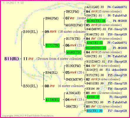 Pedigree of B11(RL) :
four generations presented