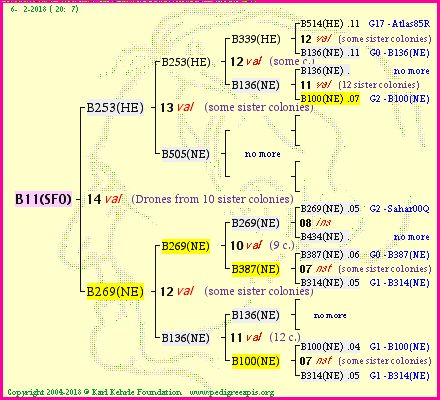 Pedigree of B11(SFO) :
four generations presented