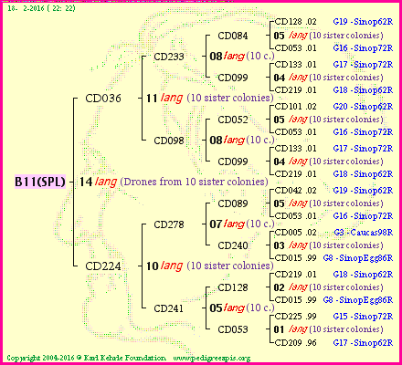 Pedigree of B11(SPL) :
four generations presented
it's temporarily unavailable, sorry!