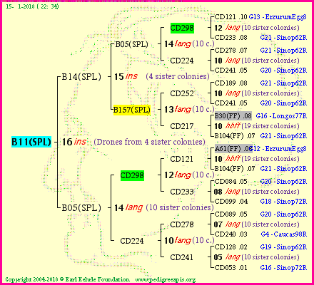 Pedigree of B11(SPL) :
four generations presented