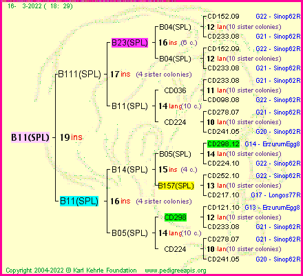 Pedigree of B11(SPL) :
four generations presented
it's temporarily unavailable, sorry!