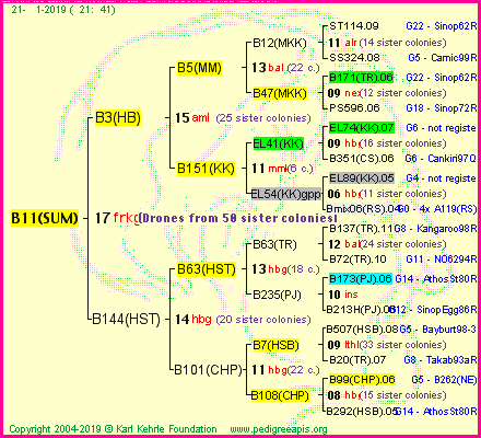 Pedigree of B11(SUM) :
four generations presented<br />it's temporarily unavailable, sorry!