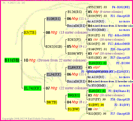 Pedigree of B11(TB) :
four generations presented