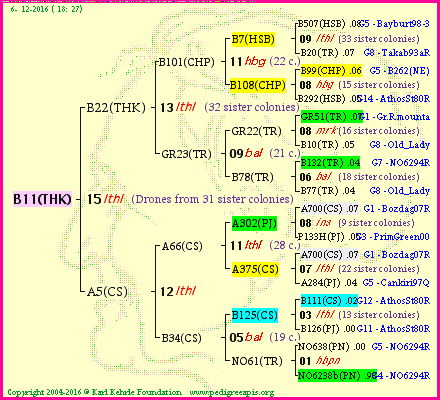 Pedigree of B11(THK) :
four generations presented