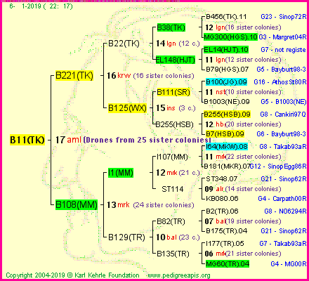 Pedigree of B11(TK) :
four generations presented
it's temporarily unavailable, sorry!