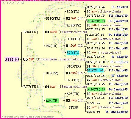 Pedigree of B11(TR) :
four generations presented