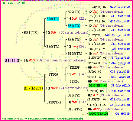 Pedigree of B11(TR) :
four generations presented