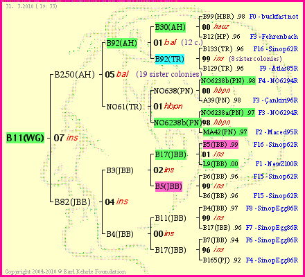 Pedigree of B11(WG) :
four generations presented