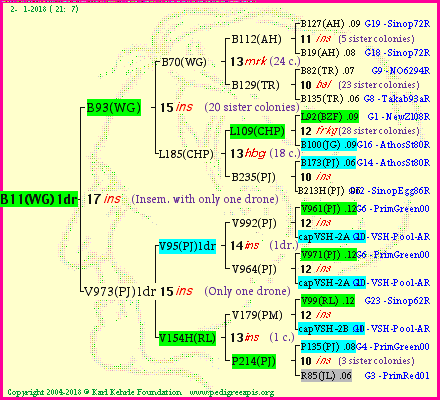 Pedigree of B11(WG)1dr :
four generations presented