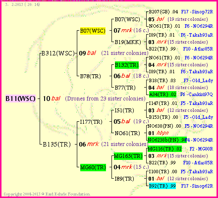 Pedigree of B11(WSC) :
four generations presented