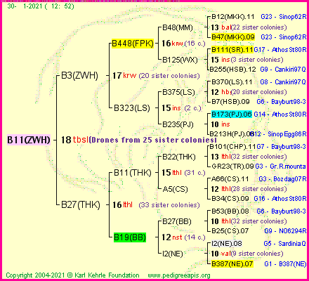 Pedigree of B11(ZWH) :
four generations presented
it's temporarily unavailable, sorry!