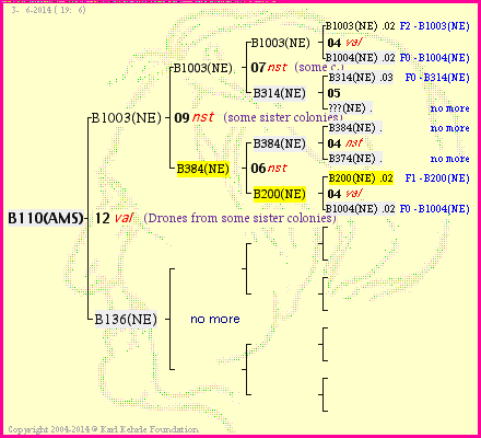 Pedigree of B110(AMS) :
four generations presented