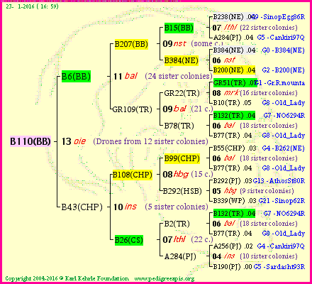 Pedigree of B110(BB) :
four generations presented