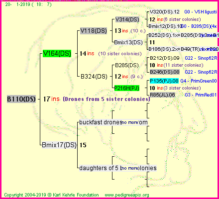 Pedigree of B110(DS) :
four generations presented<br />it's temporarily unavailable, sorry!