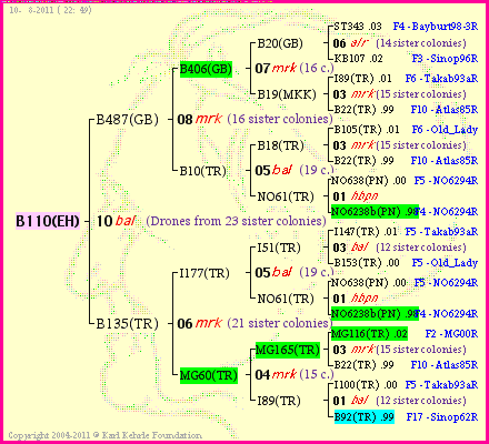 Pedigree of B110(EH) :
four generations presented