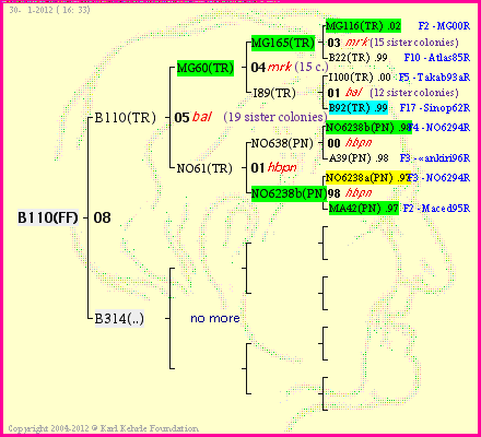 Pedigree of B110(FF) :
four generations presented