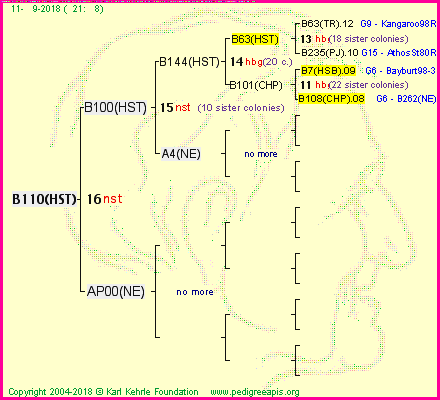 Pedigree of B110(HST) :
four generations presented