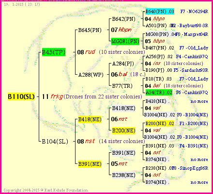 Pedigree of B110(SL) :
four generations presented