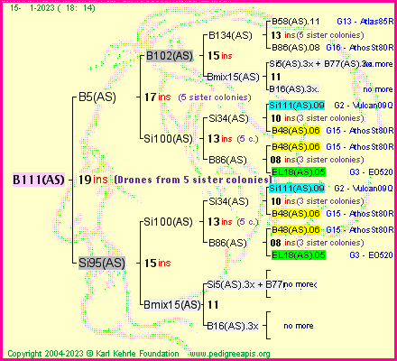 Pedigree of B111(AS) :
four generations presented
it's temporarily unavailable, sorry!