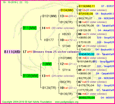 Pedigree of B111(JtB) :
four generations presented<br />it's temporarily unavailable, sorry!