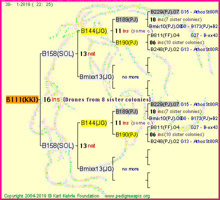 Pedigree of B111(KKI) :
four generations presented<br />it's temporarily unavailable, sorry!