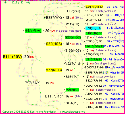 Pedigree of B111(POV) :
four generations presented
it's temporarily unavailable, sorry!