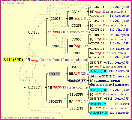 Pedigree of B111(SPD) :
four generations presented