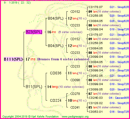 Pedigree of B111(SPL) :
four generations presented<br />it's temporarily unavailable, sorry!